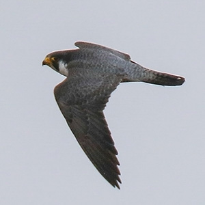 Peregrine Falcon